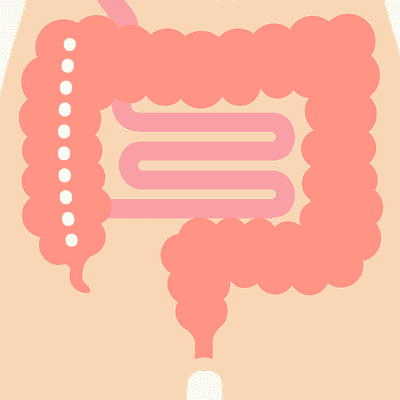 横行結腸のイラスト