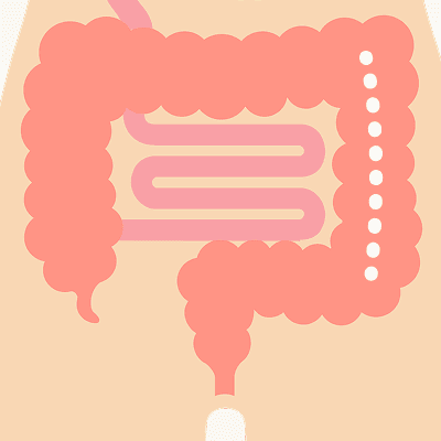 S状結腸のイラスト