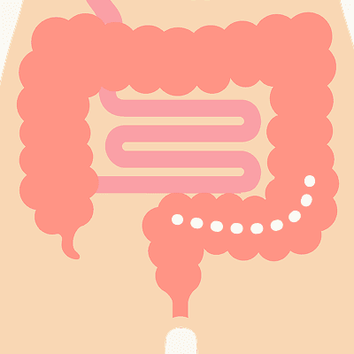 直腸のイラスト