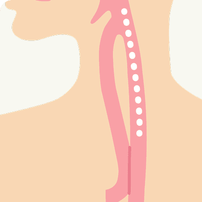 頸部食道のイラスト